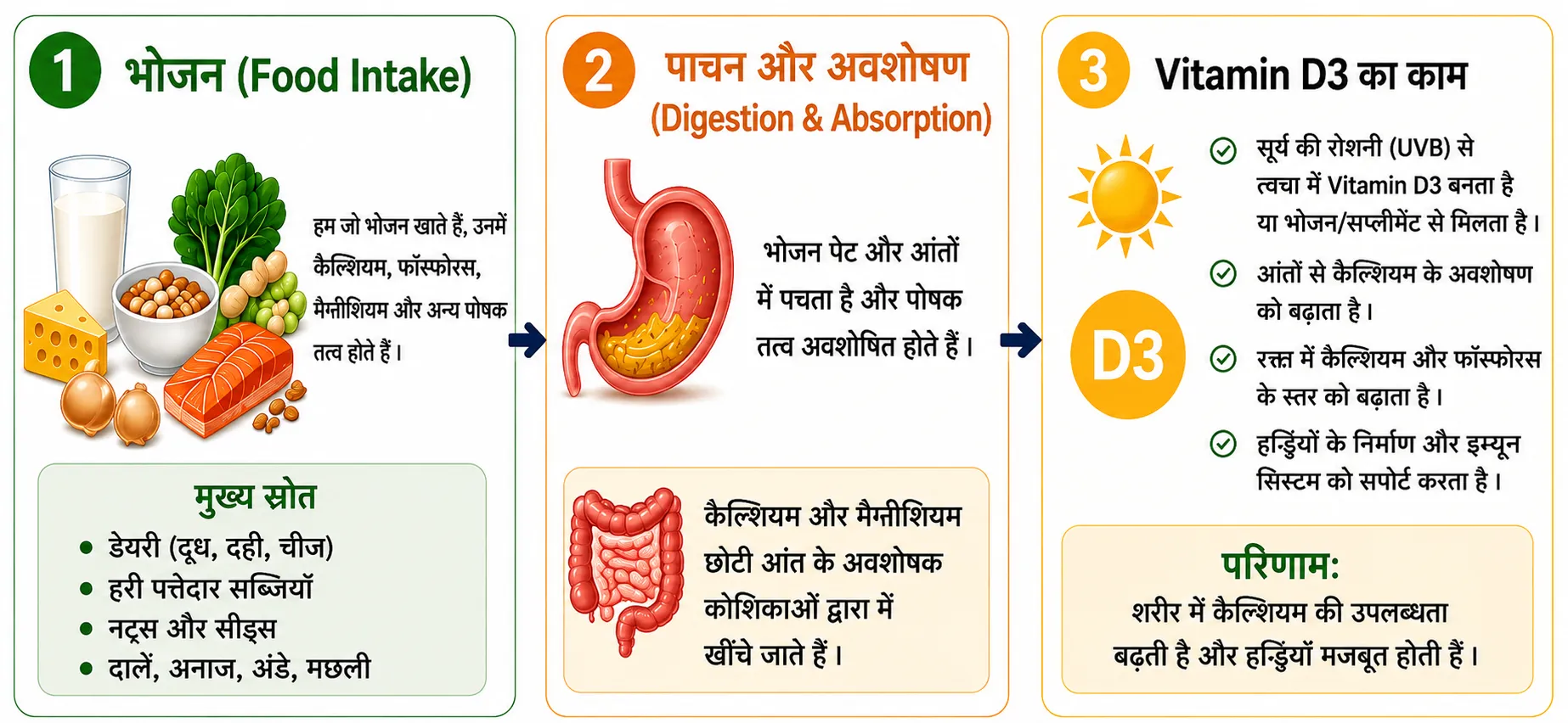 Vitamin D3 K2 Magnesium कैसे काम करते हैं हड्डियों के लिए पूरी प्रक्रिया इन्फोग्राफिक